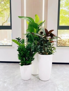 宁波奉化绿植租摆设计，开启别样绿色生活